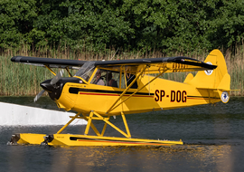 Aviat - A-1 Husky (SP-DOG) - PEPE74